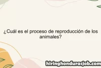 ¿Cuál es el proceso de reproducción de los animales?